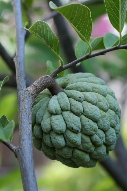 Sugar Apple Tree – 8–12 in Live Tropical Fruit Tree Seedling (Annona squamosa) | Naturally Grown from Seed | Sweet, Custard-Like Fruit | Rare Fast-Growing Live Plant for Home Garden or Patio