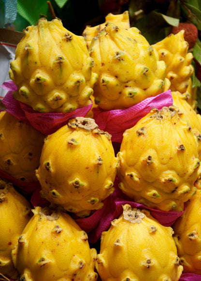 Yellow Dragon Fruit Cutting 8 Inc to 10 Inc Length for Planting 1 Cutting