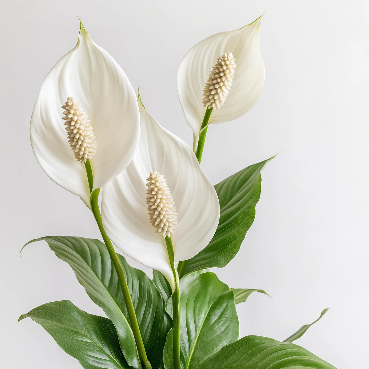 Spathiphyllum 'Peace Lily' Live Plant - Peace Lily Plant Live Houseplant- Indoor Air Purifier - Low Maintenance Flowering Indoor Plant - CA Seller (Small Plant, 4" Pot, NOT Flowering Currently)