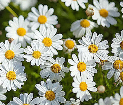 1000 Seeds - Garland Daisy - Perennial, Full Sun Daisy…