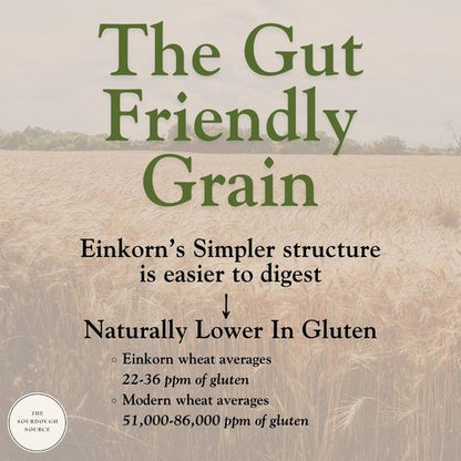 Einkorn Dehydrated Italian Sourdough Starter | Naturally Lower Gluten Structure | Made from Organic Heirloom Einkorn Flour From Italy| The Sourdough Source | Easy to Follow Instructions |Double Batch 2 Servings | Low-Maintenance| Make Artisan Sourdough Br