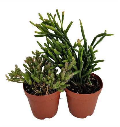 Drunkard's Dream Cactus/Spice Cactus - Rhipsalis - 2" Pots 2 Pack
