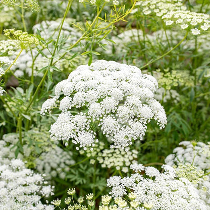 Queen Anne's Lace Flower Seeds - 1000+ Non-GMO Perennial Ammi Seeds for Outdoor Planting
