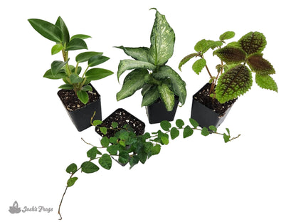 18x18x24 Day Gecko Vivarium Plant Kit