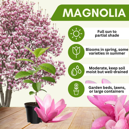 Jane Magnolia Tree Live Plant 4-8 Inches, Pink Blooms Magnolia Bush, Fragrant Magnolia for Growing, Winter Dormant
