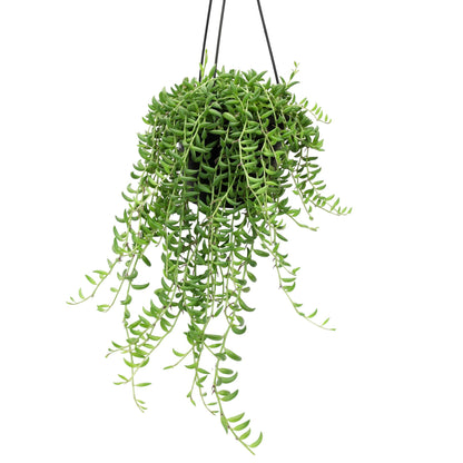 String of Bananas Succulent Plant Decor Hanging Basket, Real Succulents & Houseplants for Home or Office, Senecio Radicans, Unique House Plants