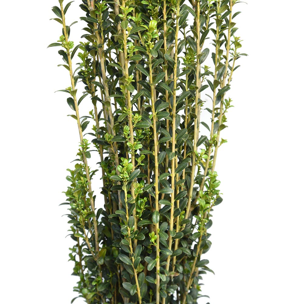 Perfect Plants Sky Pencil Holly Live Plant, 2-3', Includes Care Guide