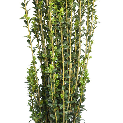 Perfect Plants Sky Pencil Holly Live Plant, 2-3', Includes Care Guide