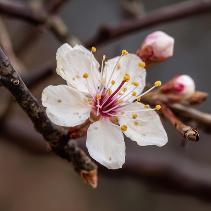 Purple Leaf Sand Cherry Shrub/Tree - 10-16" Tall Live Plant - Quart Pot - Purpleleaf Cistena Plum Bush - Prunus × cistena
