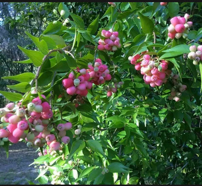 Rose Apple Tree (Syzygium jambos) Tropical Fruit Tree 12"- 24"