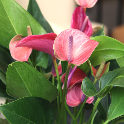 Blooming Purple Anthurium Live Plant Decor (Approx 8-11" Tall), Easy to Grow Flowering Houseplant in 4" White Pot by Plants for Pets