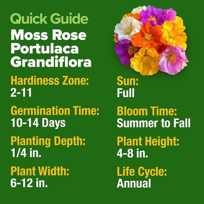 Home Grown Moss Rose Seeds - 23,500+ Heirloom Portulaca Seeds for Low-Maintenance Gardens | Bulk Pack for Ground Cover