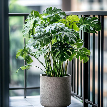 Fresh Monstera Plant Seeds for Planting 50pcs, Exotic Tropical Houseplant Seeds for Indoor & Outdoor Growing | Easy to Grow Monstera Deliciosa Seeds