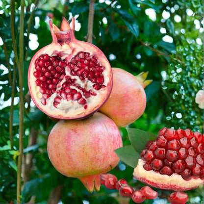 Pomegranate Tree Live Plant, Starter Size 1 Year Old Seedling in 4" Pot, Sweet Pomegranate for Indoor Outdoor Spring Planting