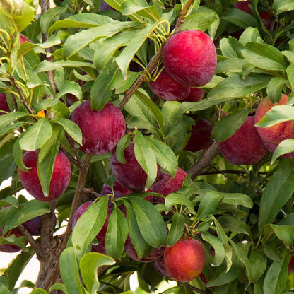 Red Purple Plum Tree Live Plant, Rosa Plum Plant Live in 3 Gallon Pot, 3 Feet Tall, Well Rooted, Tropical Fruit Tree for Outdoor Garden, No Ship to CA