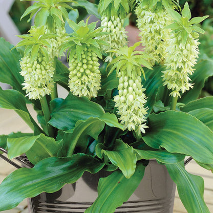 Van Zyverden Pineapple Lily with Stainless Metal Planter, Soil and Growers Pot