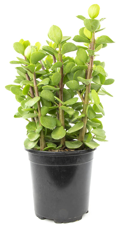 Succulents Plants Live Indoor Plants, Portulacaria Mammoth Live Houseplants, Live Succulents Live Plants Indoor Succulent Plants, Indoor Plant Real Succulents Plants House Plants by Plants for Pets