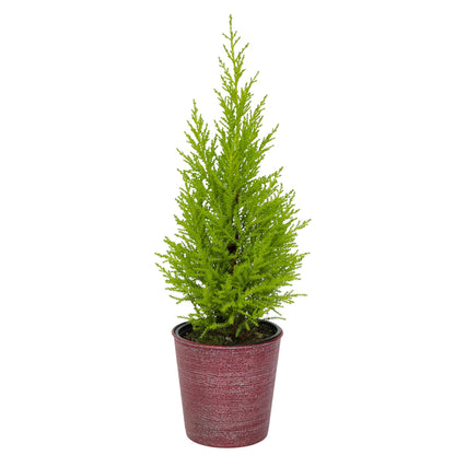 Miniature Festive Lemon Cypress Tree with Decorative 4.25" Pot Cover, Live Plant Gift for Holidays, Easy Care Live Houseplants for The Holidays by Plants for Pets