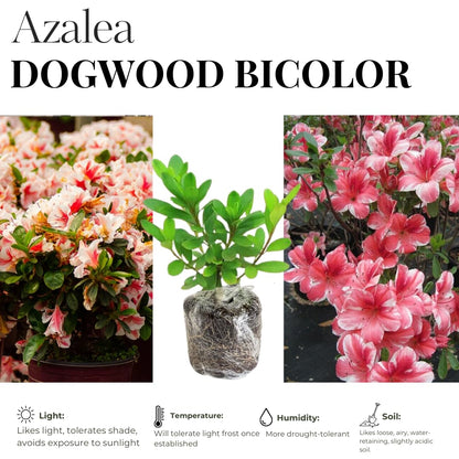 Live Dogwood Bicolor Azalea Plant, Cold Hardy Azalea Plant, Reblooming Flowering Azalea Shrub, Rhododendron Like, Azalea Bush for Outdoor Gardening