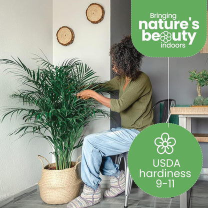 American Plant Exchange Live Areca Palm – 10-Inch Pot – Tropical Indoor Houseplant with Lush Feathery Fronds, Pet-Friendly Easy Care Plant for Homes, Offices, Patios & Decorative Containers