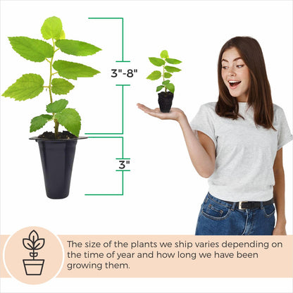 Jamaican Cherry Tree (4 Pack) Strawberry Tree | Live Plant for Sale | Easy to Grow Plants | Edible Fruit Plant for Sustainable Living | Grow Your Food on Your Edible Organic Garden