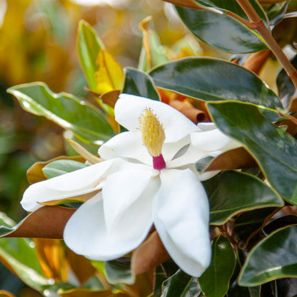 PERFECT PLANTS Bracken's Brown Magnolia Live Plant, 1-2', Includes Care Guide