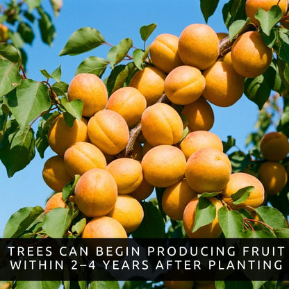 5 Apricot Tree Seeds for Planting (Prunus armeniaca) – Grow Sweet Fruit Trees at Home, Spring Blossoms, Summer Harvest, Heirloom Seeds for Garden, Backyard Orchard Starter