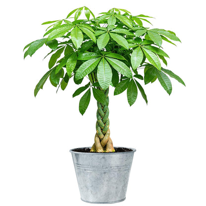 Live Plants Money Tree in 4" Matte Gray Pot, Easy to Grow Houseplant, Indoor Bonsai, Home Office Decor, Birthday Housewarming Gift