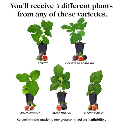 Fig Tree Collection (4 Pack) Edible Fruit Plant from Our Optimal Picks | Easy to Grow Plants for Sustainable Living | Grow Your own Food on Your Edible Organic Garden | Live for Planting | No Seeds