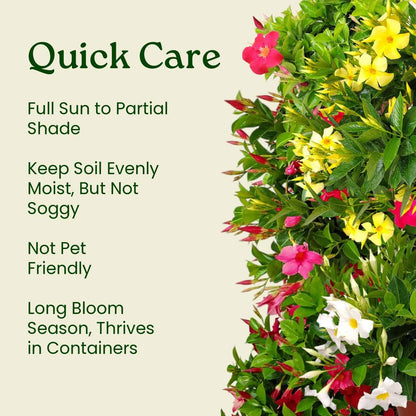 Tropical Plants of Florida Pink Dipladenia Live Plant - 1 Gallon 14 Inch Tall Tropical Flowering Bush Indoor Outdoor Patio Plant Mandevilla