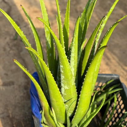 Aloe Vera Aloe Vera Plant for Garden in Size 4 Inch Pot | Vibrant, Low-Maintenance Aleo Plant for Patio, Balcony & Indoor Spaces | Perfect for Beginners & Green Home Styling