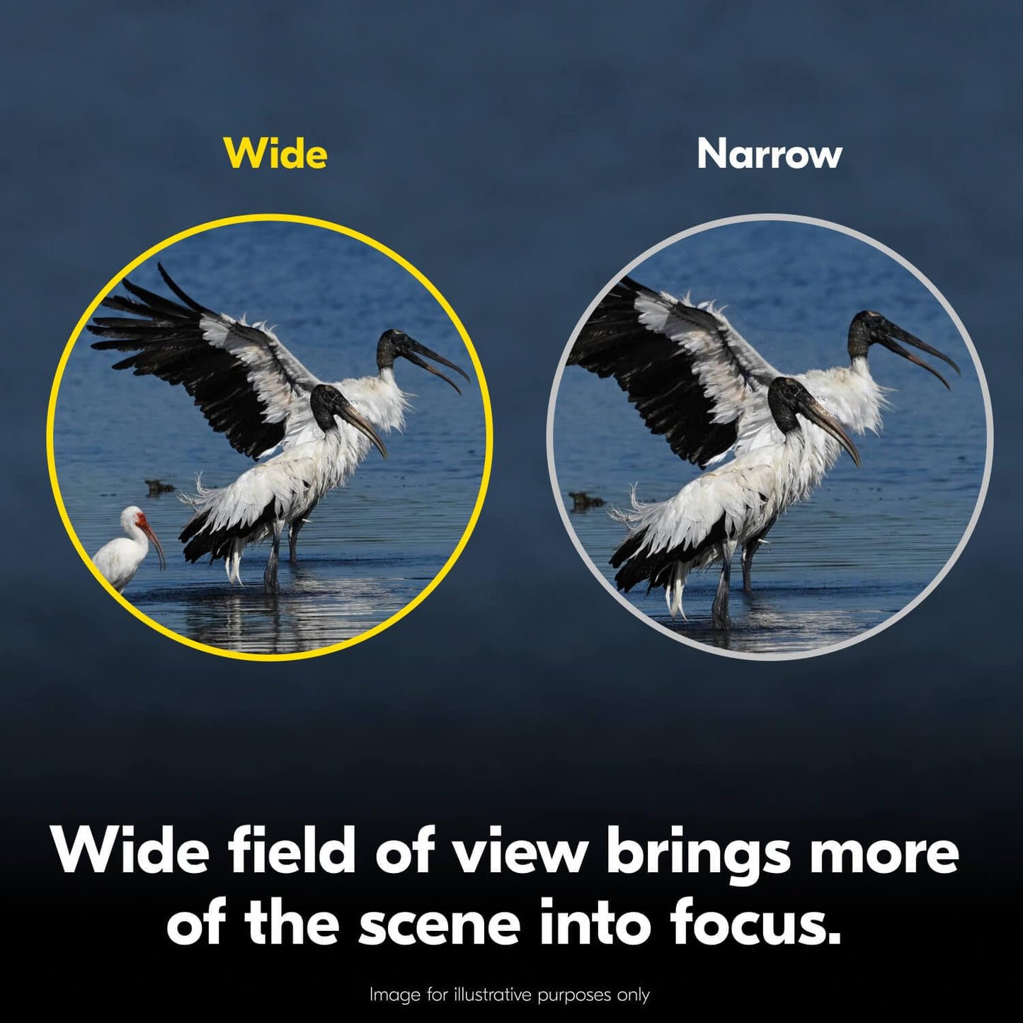 Nikon Action 7x50 Binocular | Multilayer-Coated Nikon Optics, Bright 50mm Objective Lenses, 7X Power, Turn-and-Slide Adjustable eyecups and Tripod-Ready Porro-Prism Design