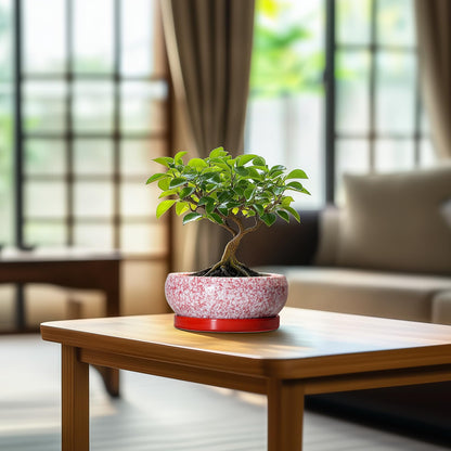 EPFamily Bonsai Pots Small - 6 Inch Ceramic Succulent Pots with Drainage Hole and Ceramic Saucer, Succulent Planters Indoor Outdoor, Shallow Round Planter, Apartment Decor, Housewarming Gifts, Red