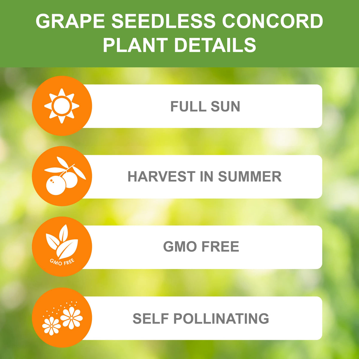 Garden State Bulb Concord Seedless Grape, Bare Root, Non-GMO, Spring Planting (Bag of 1)