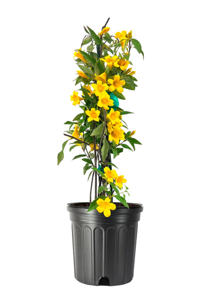 Carolina Jasmine | 1 Large Trade Gallon Size Plants | Gelsemium sempervirens | Evergreen Climbing Vine | Yellow Flowering Landscape Plants