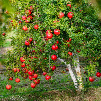 2 Fast-Growing Pomegranate Trees Live Plants, Cold Hardy, Spring Planting, Starter Size from 4 to 8 Inc, Sweet Fruit Tropical Plant