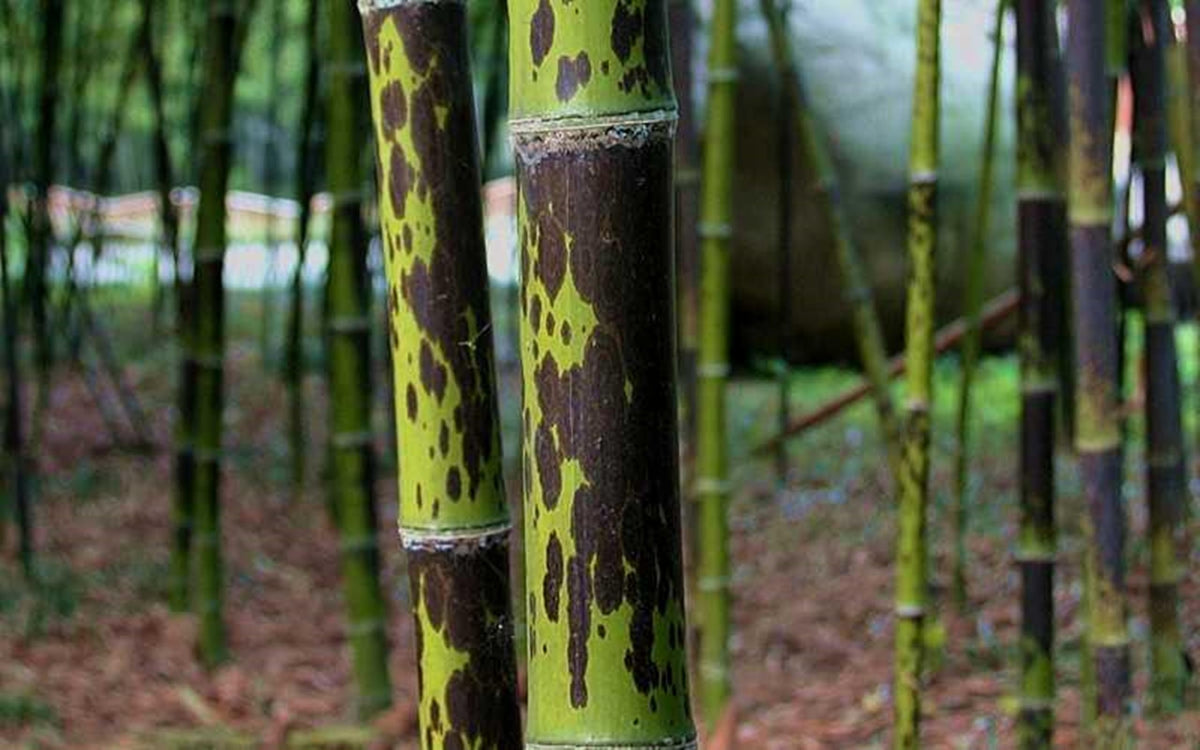 50 Leopard Bamboo Seeds Perennial Ornamental Seed Privacy