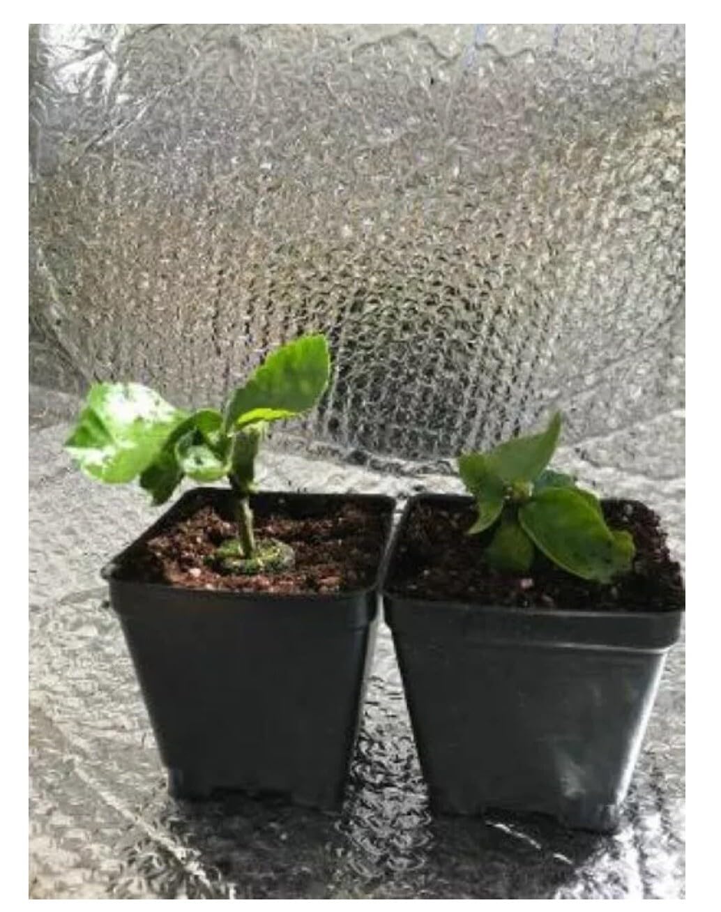 Live Plant - Marianne CHARLETON Small Rooted Exotic Tropical Hibiscus Starter Plant