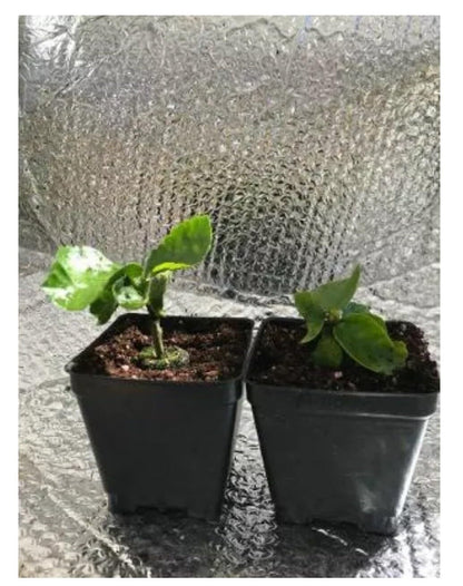 Live Plant - Marianne CHARLETON Small Rooted Exotic Tropical Hibiscus Starter Plant