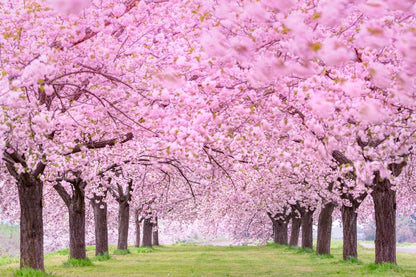 25 Japanese Flowering Cherry Blossom Tree Seeds