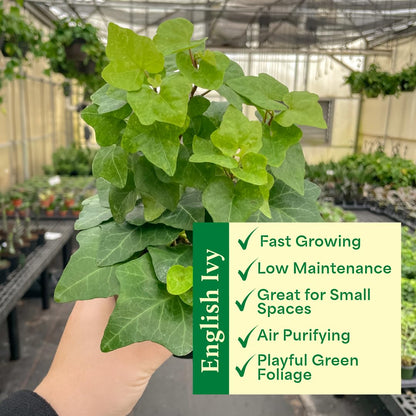 Thorsen's Greenhouse Live Green English Ivy Plant, Hedera Helix, Natural Air Purifier, Easy to Grow, Live Indoor Houseplant, 4" Diameter Pot (Copper)