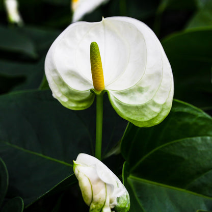 Green Circle Growers 2P White Anthurium in a 5" Hollywood Pink and Yellow Pot, Live Indoor Plants, House Plant