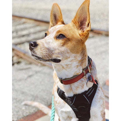 rabbitgoo Dog Harness No Pull with 2 Leash Clips, Adjustable Soft Padded, Reflective Oxford No Choke Pet Vest with Easy Control Handle for Medium Sized Dogs, Black, M