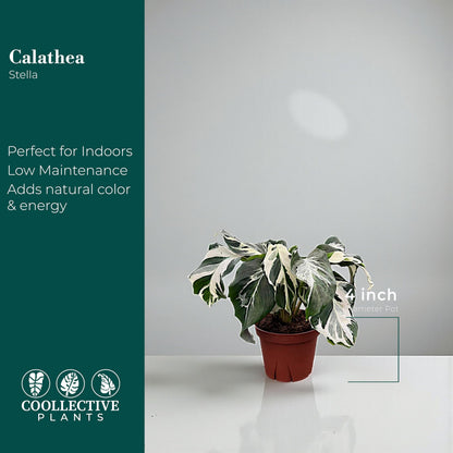 CoollectivePlants Calathea Stella Live Plant in 4" Growers Pot – Easy Care Indoor Tropical Houseplant, Low Maintenance Prayer Plant, Pet Safe Decorative Foliage Plant for Home or Office