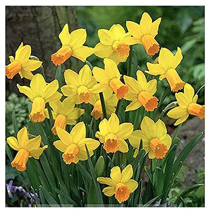 10 Merlin Narcissus Bulbs - TOP Size Daffodil Bulbs