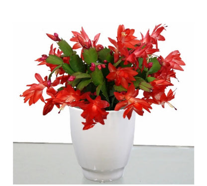 2" Orange Christmas Cactus Live Plant. (Orange)