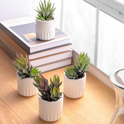 Succulent Plants (4 Pack), Live Succulents Fully Rooted in 2" Grower Pots, Unique Potted House Plant for DIY, Home Decor, Wedding Party Favor (Haworthia Varieties)