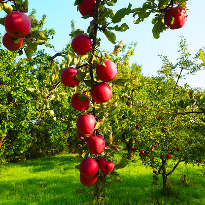 200+ Mix Dwarf Bonsai Fruit Tree Seeds for Planting, 4 Variety Individual Packs, 50+ Lemon Tree Seeds 50+ Cherry Tree Seeds 50+ Orange Tree Seeds 50+ Apple Seeds Organic Heirloom Fruit Seeds