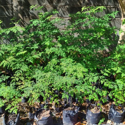 4 Live Moringa Trees Plants, Cold Hardy for Outdoor Garden, Zones 4-9, Well-Rooted Plant in Pot, Moringa Oleifera Malunggay Horseradish Trees