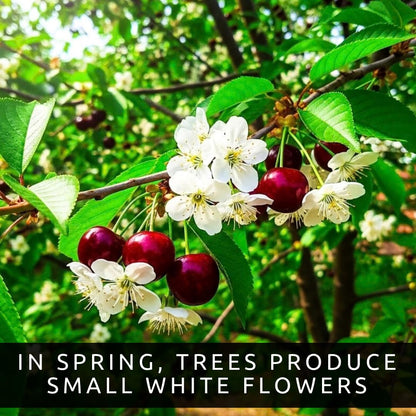 5 Black Cherry Tree Live Plants 1–2 Ft Tall (Prunus serotina) – Fast Growing Native Fruit Tree – Edible Cherry, Wildlife Habitat & Backyard Orchard Starter Tree (5 Live Tree Plants)
